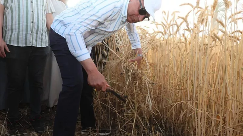 محافظ المنيا يختتم موسم حصاد القمح بمشاركة الفلاحين في الأرض