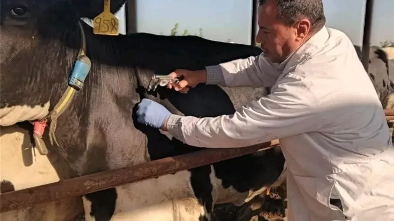 غداً... إنطلاق الحملة القومية لتحصين الماشية ضد مرضى الحمى القلاعية وحمى الوادي المتصدع بالشرقية