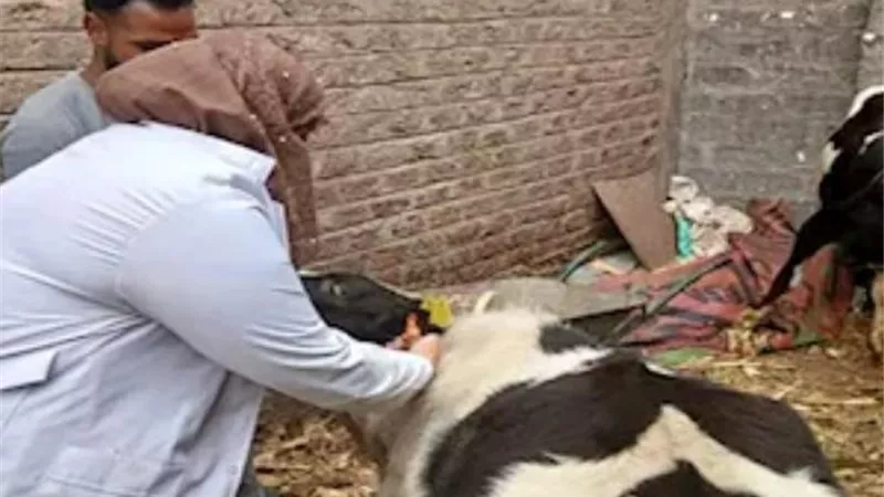 انطلاق أكبر حملة لتحصين الماشية في البحيرة لمواجهة الأمراض الوبائية