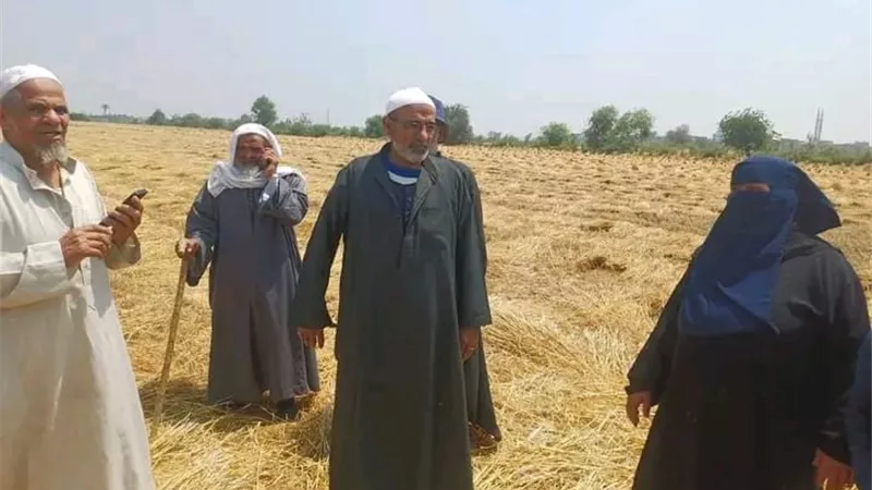 ضبط المتهم فى واقعة سرقة محصول القمح بالشرقية والنيابة تباشر التحقيق