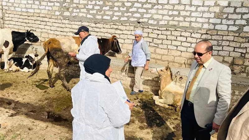 تحصين 14 ألف رأس ماشية ضد الحمى القلاعية والوادي المتصدع بالدقهلية 