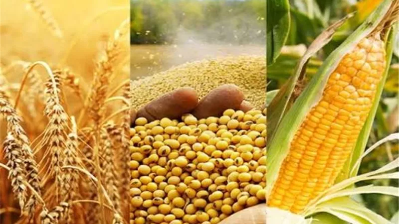 تواصل الصعود للشهر الثالث.. السلع الزراعية تشتعل عالميًا بسبب الطاقة والمناخ