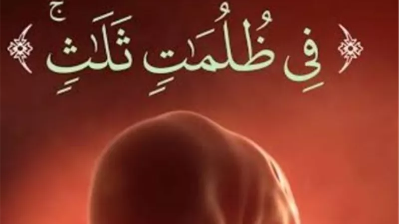 تأملات علمية تكشف إعجاز القرآن في رحلة تكوين الإنسان داخل الرحم