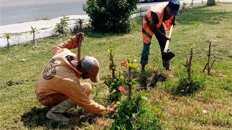 جهود مكثفة لزراعة الأشجار والمسطحات الخضراء بالقنطرة شرق الإسماعيلية 