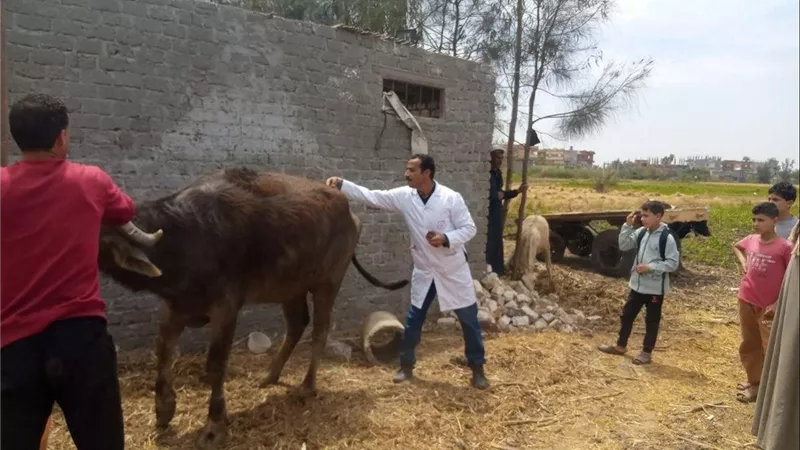 بيطري الشرقية يُنظم قافلة طبية بيطرية علاجية مجانية بمدينة صان الحجر