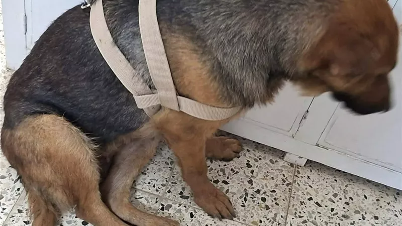مستشفى كلية الطب البيطري بقنا يشخّص حالة نادرة لـ «جيرمان شيبرد» مصابة بنزيف في البول 