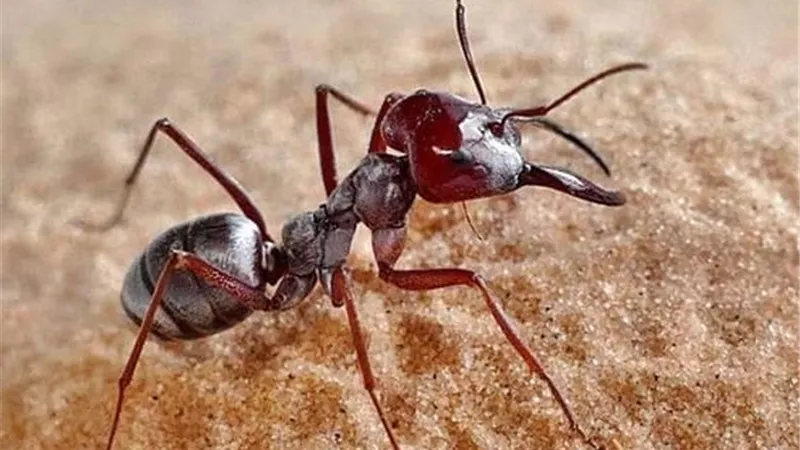 النمل الإبري الآسيوي يغزو أميركا.. هل تتحول الحشرة السامة إلى تهديد واسع؟