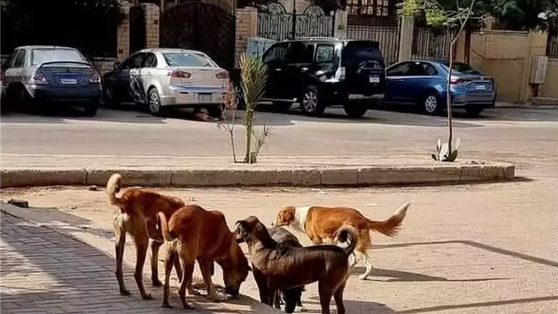 بعد أزمة الكلاب الضالة.. كيف ينظم القانون التعامل مع الحيوانات الخطرة؟