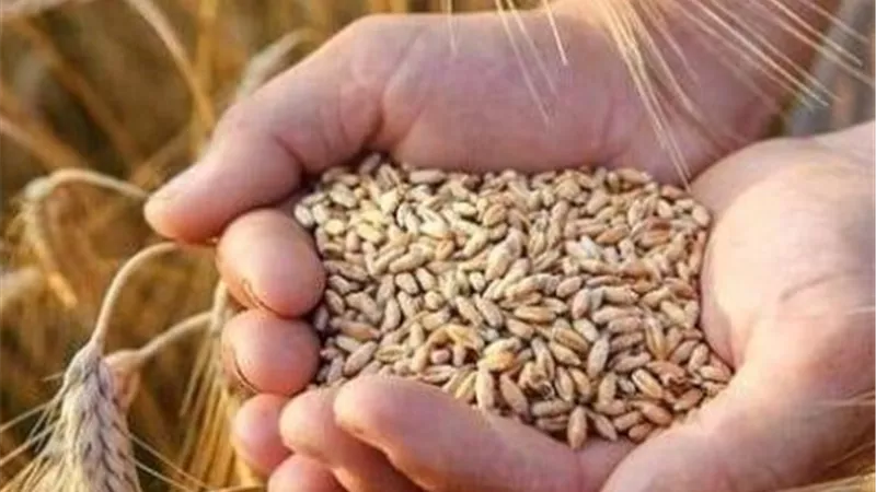 الزراعة: 1.5 مليون طن قمح داخل الصوامع والدولة تستهدف أكبر موسم توريد في تاريخها