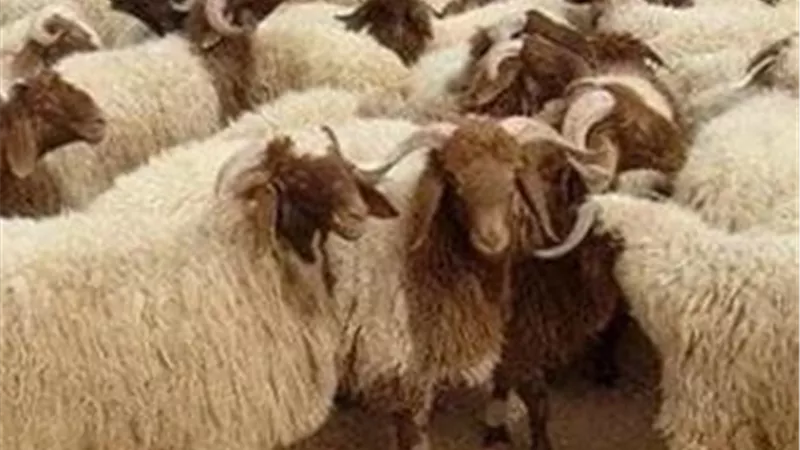 الزراعة تشدد الرقابة على الأضاحي لضمان السلامة واستقرار الأسواق