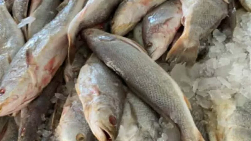 قبل بيعها لأهالي البحيرة.. ضبط طن أسماك غير صالحة للاستهلاك الآدمي
