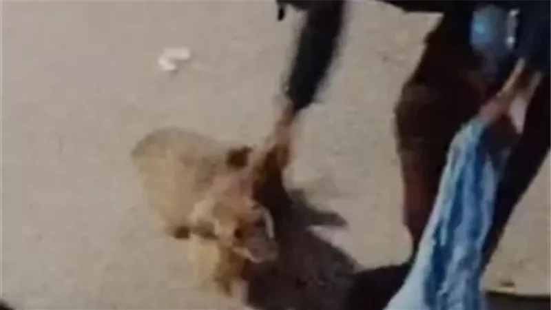 خاف منه.. ضبط عامل متهم بالتعدي على كلب ضال في الزيتون