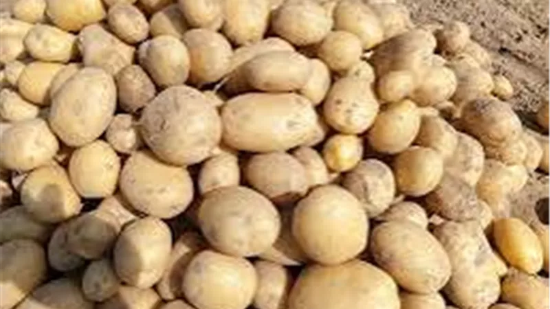 ضبط 18 طن بطاطس مجهولة المصدر داخل مصنع غير مرخص بالمنوفية