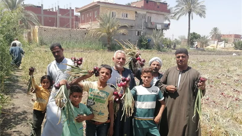 موسم البصل بالشرقية.. 20 طنًا للفدان وفرحة بين المزارعين