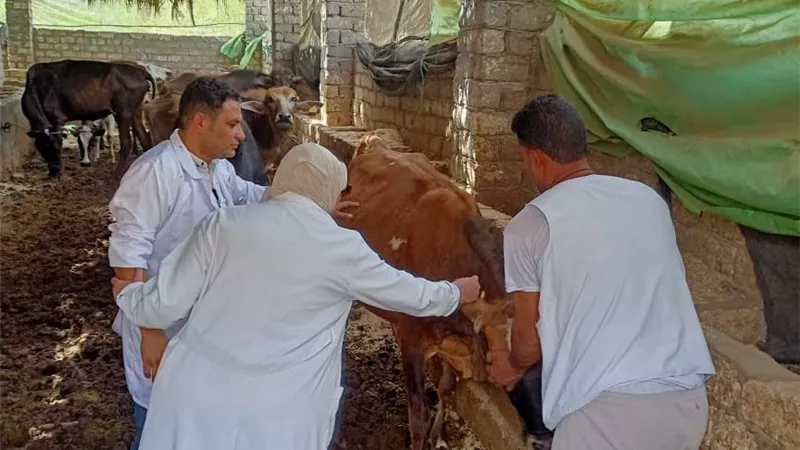 تحصين 111270 رأس ماشية ضد الحمى القلاعية والوادي المتصدع والجلد العقدي بالفيوم