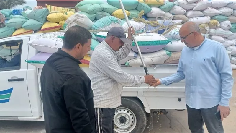 توريد أكثر من 500 طن من القمح المحلي لشون وصوامع الشرقية 
