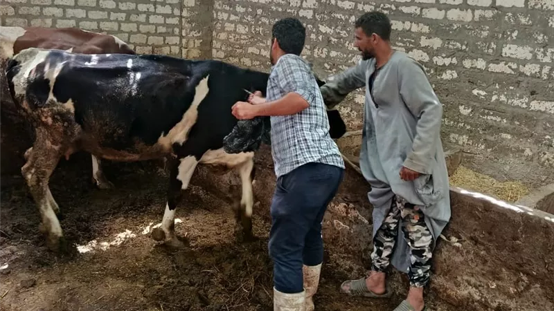 أسيوط تستكمل الحملة القومية للتحصين ضد الحمى القلاعية وحمى الوادي المتصدع