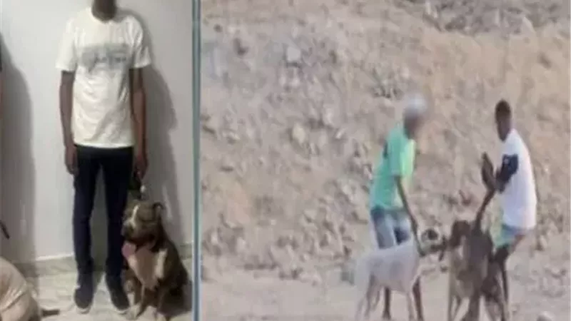 ضبط شخصين ظهرا في فيديو الاعتداء على كلب ضال بالغردقة