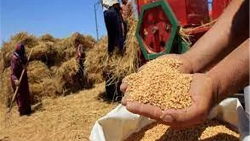حصاد الخير في المنيا.. توريد 375 ألف طن قمح بالصوامع والشون