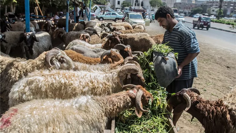 لو ناوي تضحي.. الأزهر يحدد عيوب الأضحية الشرعية وشروط صحتها 