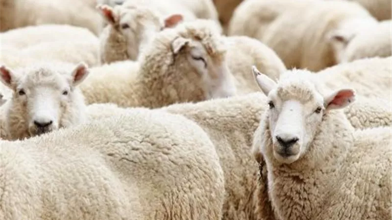  محافظ القاهرة يعلن الاستعدادات الخاصة باستقبال عيد الأضحى المبارك