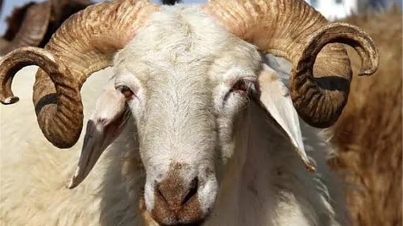 عيد الأضحى 2026.. السن الشرعي للأضحية وأبرز الضوابط الواجب مراعاتها
