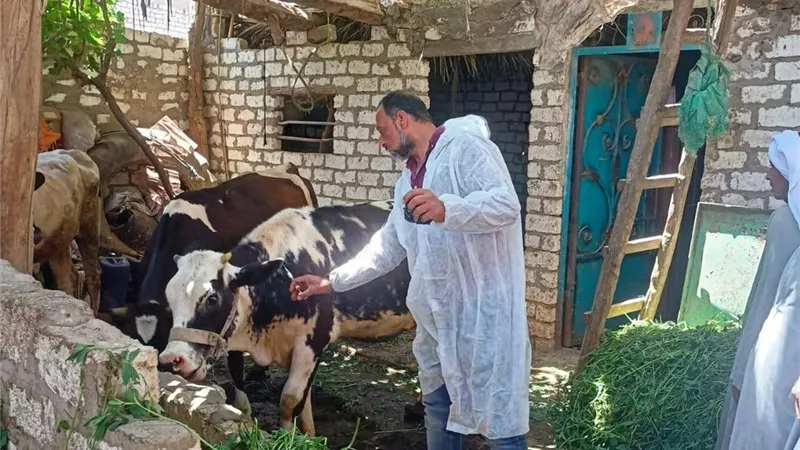 تحصين 89 ألف رأس ماشية ضمن الحملة القومية ضد الحمي القلاعية بالمنيا 