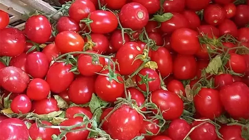الطماطم بـ20 جنيهًا.. تدخل حكومي لضبط الأسعار وتخفيف العبء عن المواطنين