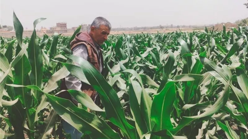 زراعة الشرقية تنفذ 5 فعاليات إرشادية ورقابية لدعم المزارعين وتعزيز الإنتاج الزراعي