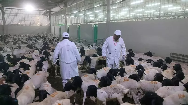متحدث الزراعة: تجاوزنا 60% من الاكتفاء الذاتي من اللحوم و90% من الدواجن