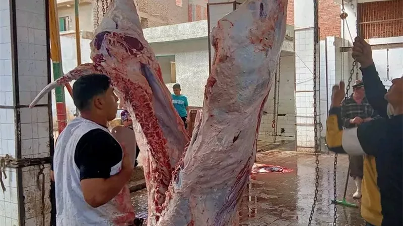 إصابة 7 مواطنين بجروح قطعية أثناء ذبح الأضاحي بالشرقية