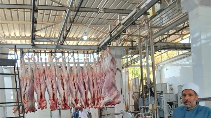 الأوقاف تواصل ذبح الأضاحي لليوم الثاني ضمن مشروع الصكوك