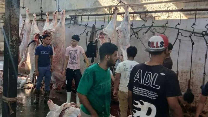 محافظ الجيزة: ذبـح 4300 أضحية داخل المجازر الحكومية خلال الأيام الثلاثة الأولى لعيد الأضحى
