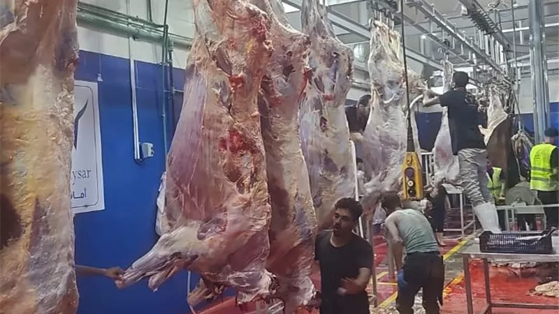 ذبح 3584 أضحية بالمجان داخل المجازر الحكومية بالشرقية خلال عيد الأضحى