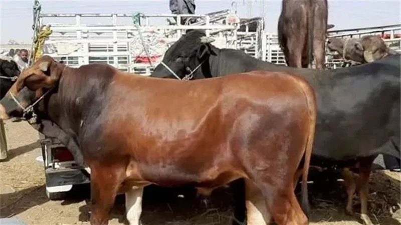 نهاية مأساوية خلال ذبح الأضحية.. وفاة جزار بعد إصابته بسكين في الصف