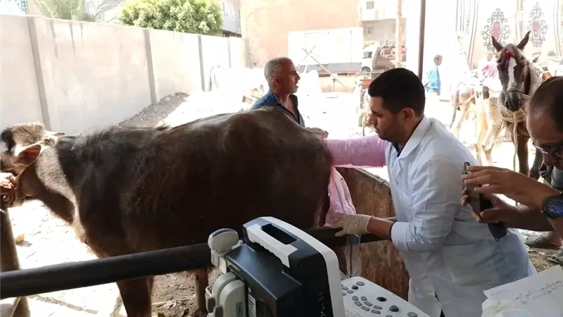 مشروع وطني بالشرقية.. 7 آلاف رأس ماشية تحت المسح التناسلي والتلقيح الاصطناعي