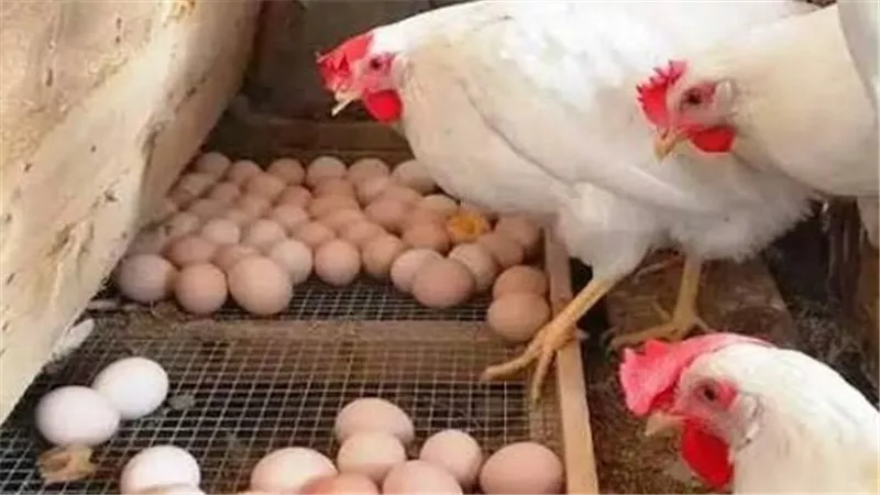 أسعار الفراخ البيضاء والبلدي والبيض اليوم الثلاثاء 16 يونيو 