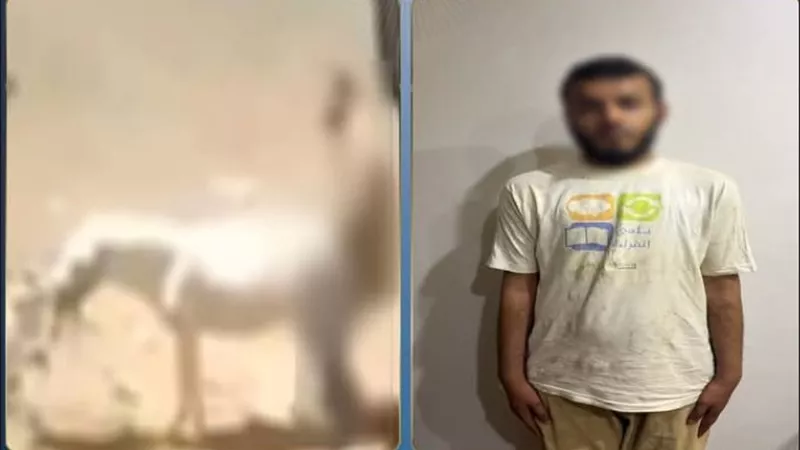 يعاني من مرض نفسي.. ضبط المتهم بالتعدي على حمار في القليوبية