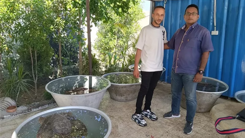 بطل من سوق العبور.. مواطن ينقذ 6 سلاحف بحرية مهددة بالانقراض ويعيدها للحياة