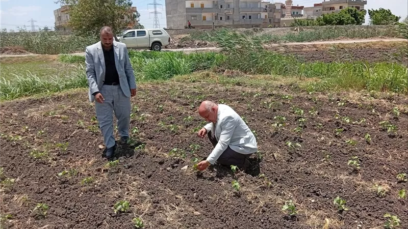 زراعة البحيرة تتحرك ميدانيًا بدمنهور لمتابعة القطن ومواجهة الآفات الزراعية