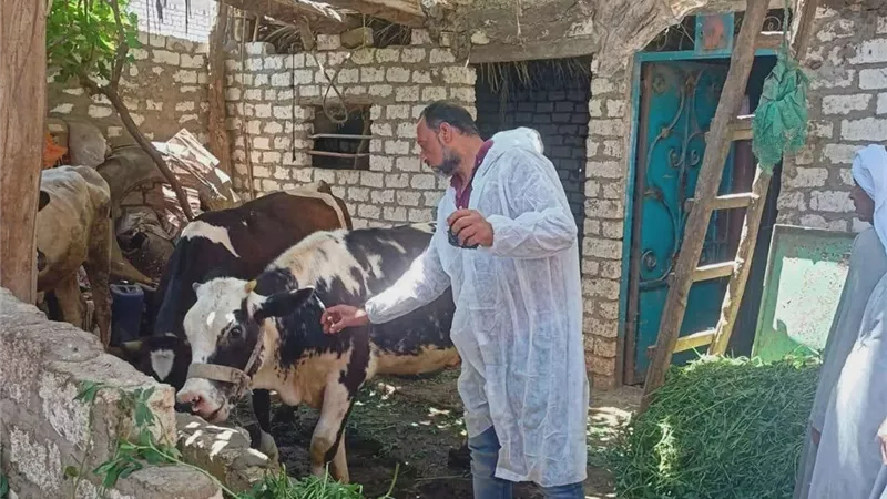 تحصين 175 ألف رأس ماشية ضد الحمى القلاعية والوادي المتصدع بالمنيا