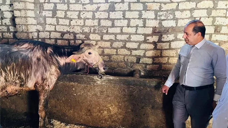 محافظ الدقهلية: تحصين 243 ألف رأس ماشية ضد الحمى القلاعية والوادي المتصدع