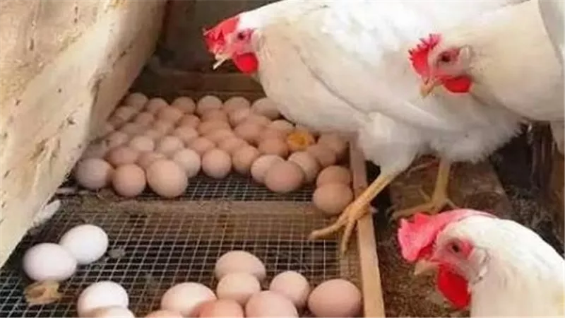 ثبات بالأسواق.. أسعار الفراخ والبيض اليوم الأحد 21 يونيو في بورصة الدواجن