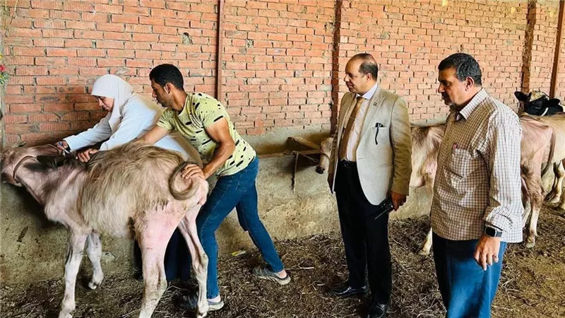 تحصين 250 ألف رأس ماشية ضمن الحملة القومية لمواجهة الأمراض الوبائية بالدقهلية.. صور 