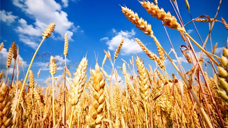 المنيا تواصل استقبال القمح.. توريد 530 ألف طن وضبط 1317 طنًا غير مطابق للمواصفات