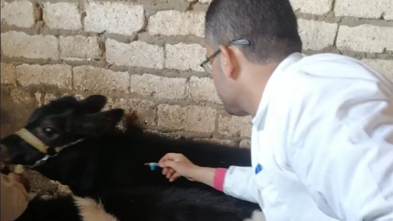 تحرك بيطري مكثف بالإسماعيلية لمواجهة الحمى القلاعية وحماية الثروة الحيوانية