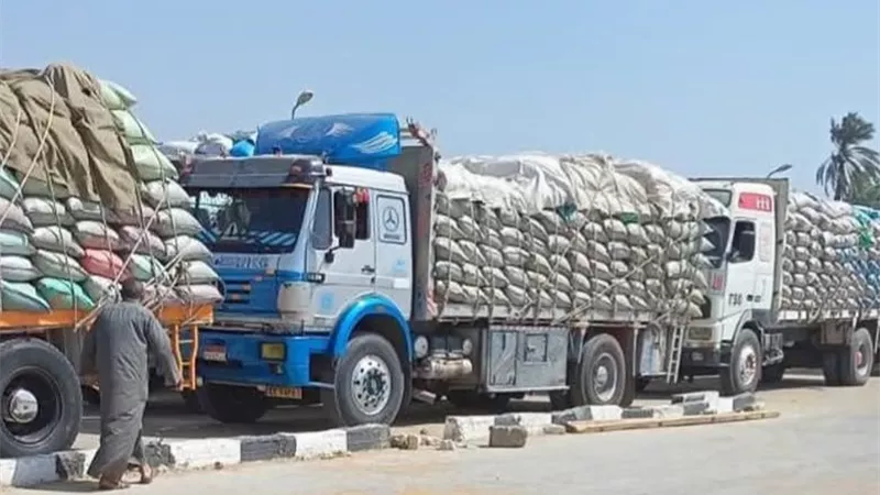 بـ348 ألف طن..ارتفاع معدلات توريد القمح في بني سويف خلال موسم الحصاد