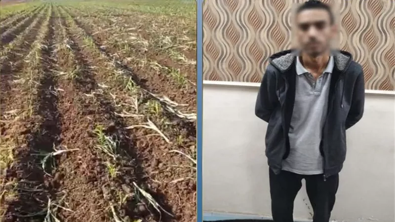خلاف على فسخ عقد إيجار وراء الواقعة.. كشف ملابسات اتلاف محصول زراعي بالبحيرة