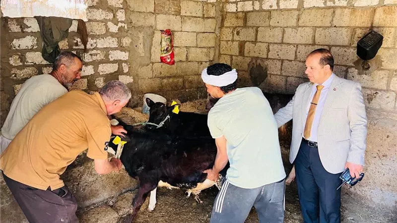 تحصين 252 ألف رأس ماشية ضد الحمى القلاعية والوادي المتصدع بالدقهلية