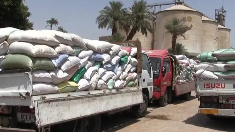 سوهاج تعادل إجمالي توريد قمح العام الماضي.. وتتوقع 200 ألف طن بأغسطس